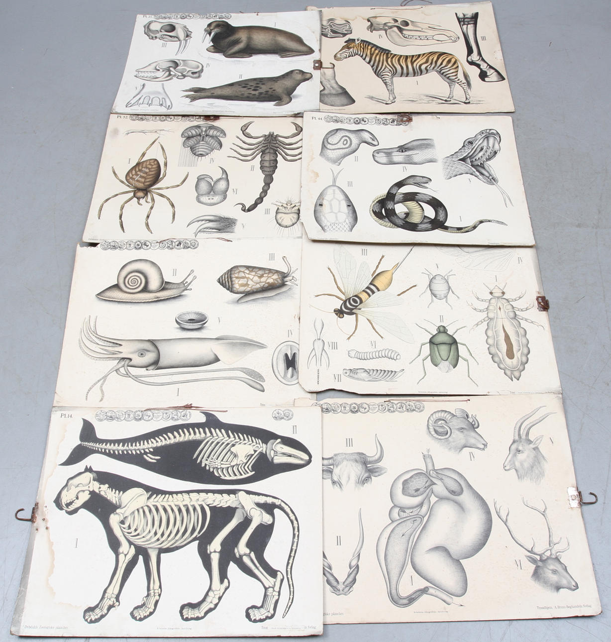 SKOLPLANCHER, 8 st, Dybdahls Zoologiske Plancher, 1800/1900-tal.