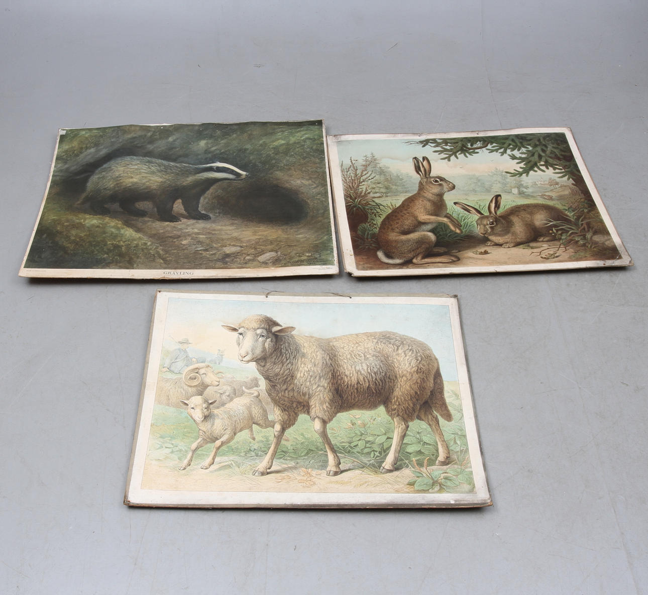 SKOLPLANSCHER, 3 st, får, kanin samt grävling.