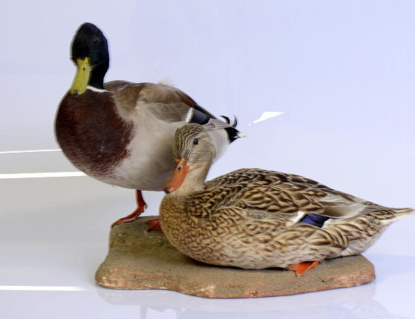 GRÄSAND, 1 par, uppstoppade.