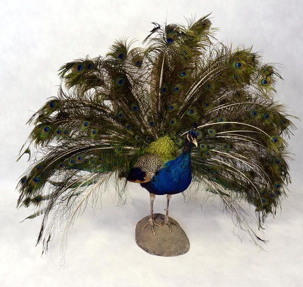 PÅFÅGEL, uppstoppad.