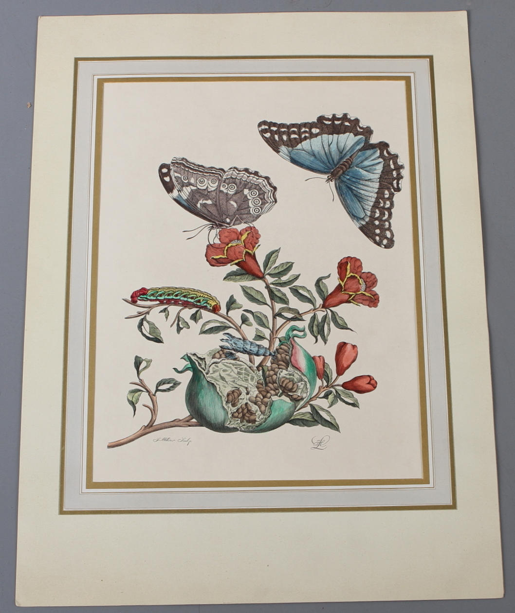 MARIA SIBYLLA MERIAN. Blad ur "Insects of Surinam (Metamorphosis insectorum Surinamensium)", kolorerad gravyr.