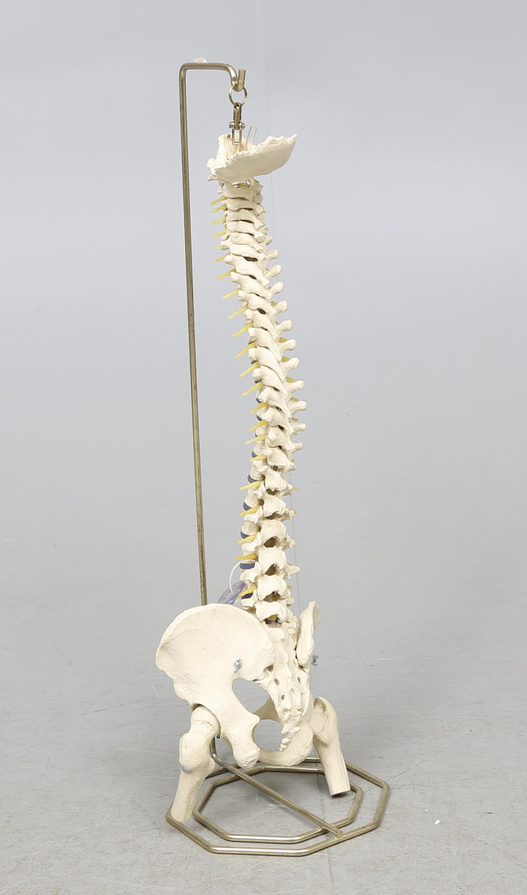 SKELETTMODELL, bäcken/ryggrad samt AFFISCHER, 4 st, kroppen.