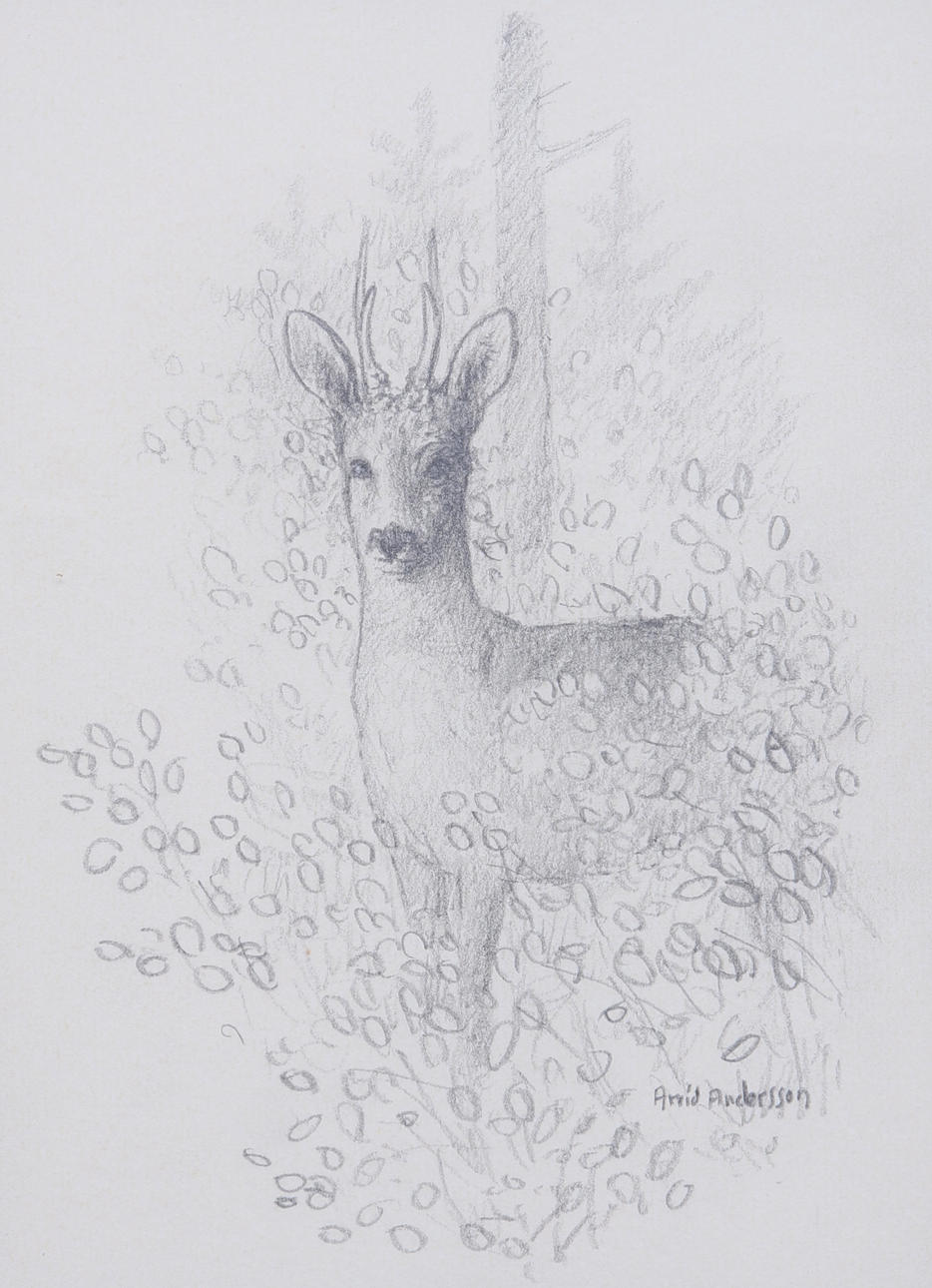 ARVID ANDERSSON. Zeichnung, Bleistift, Hirsch, signiert.