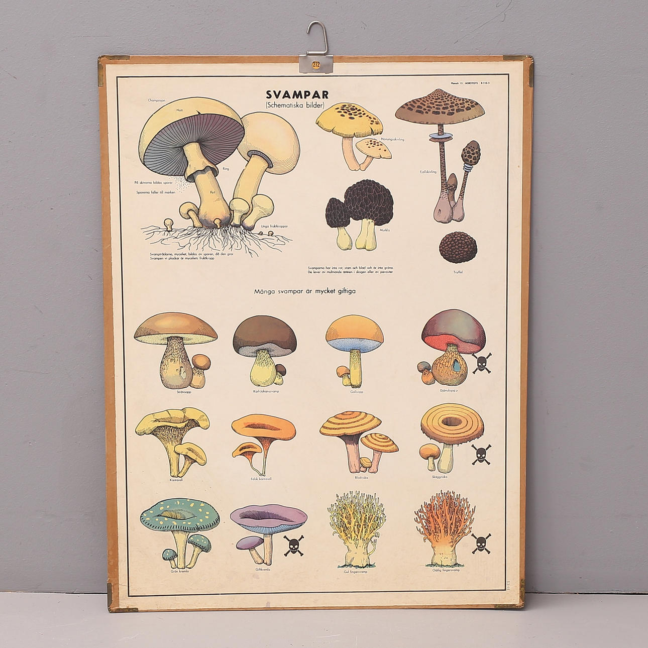 SKOLPLANSCH, Svampar, 1900-talets första hälft.