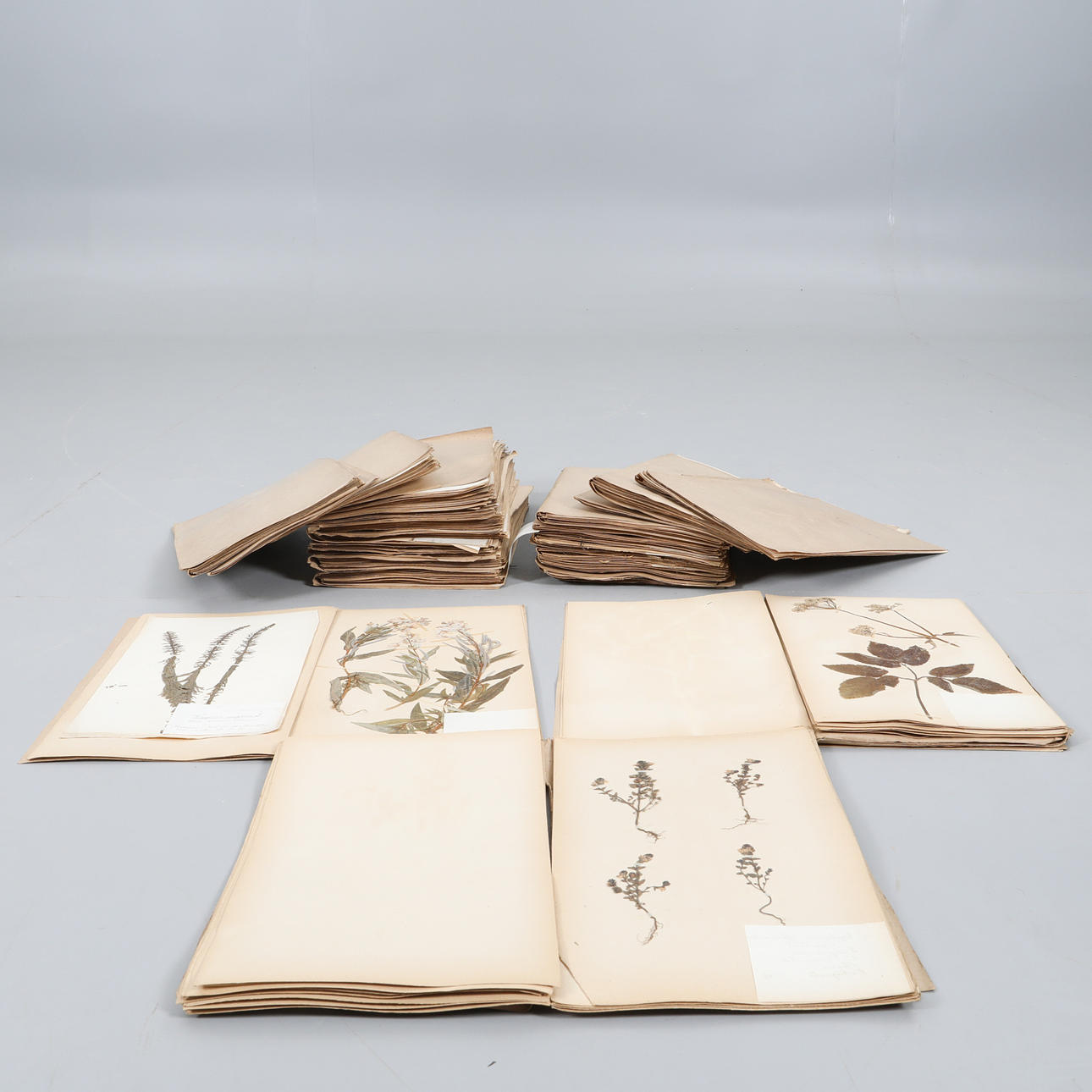 HERBARIO, 44 carpetas.