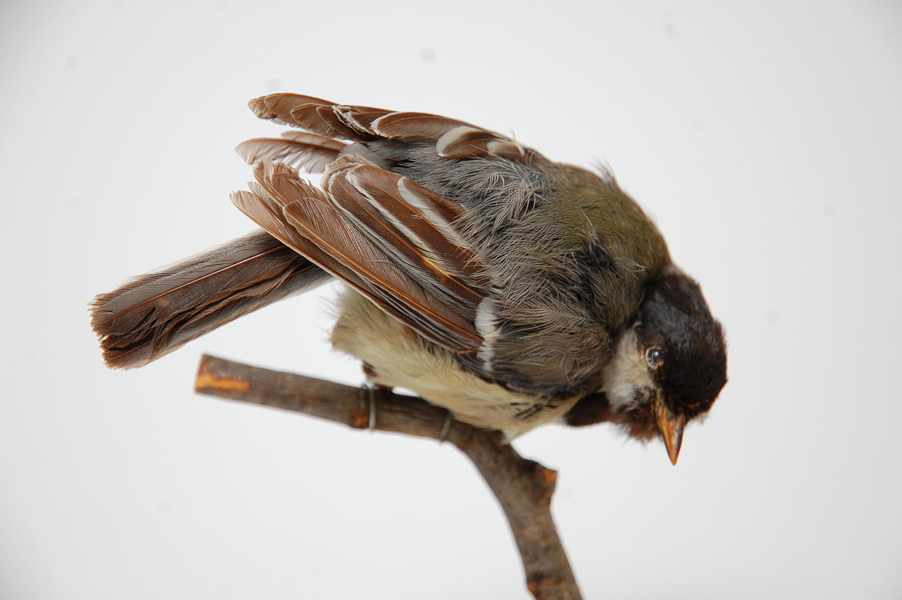 TALGOXE, uppstoppad.