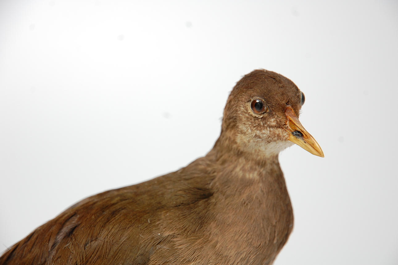 RÖRHÖNA, uppstoppad.