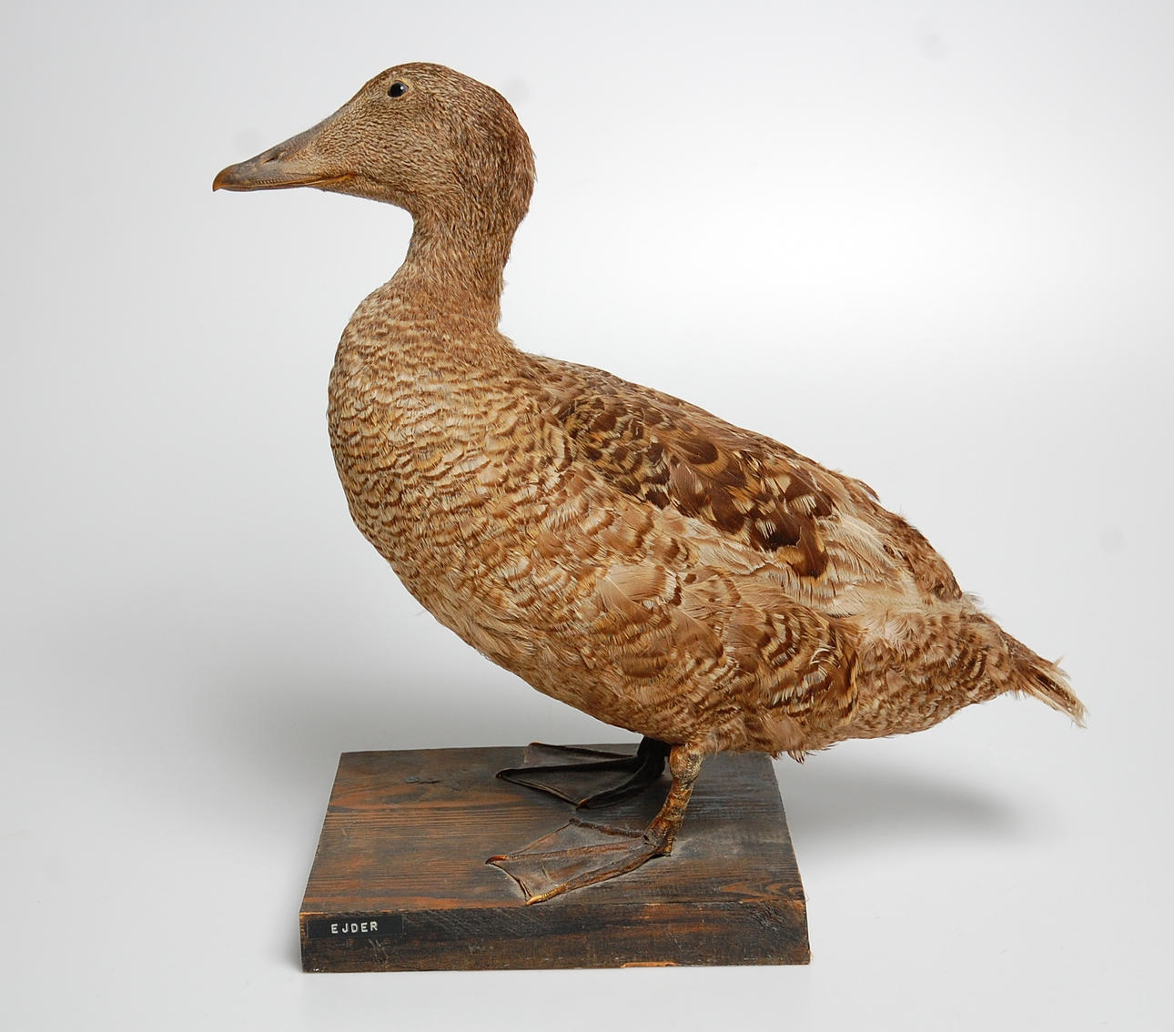 EJDERHONA, uppstoppad.