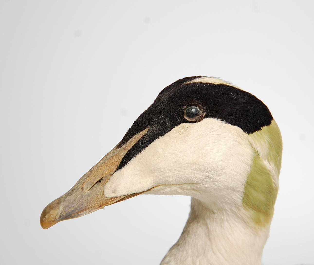 EJDERHANE, uppstoppad.