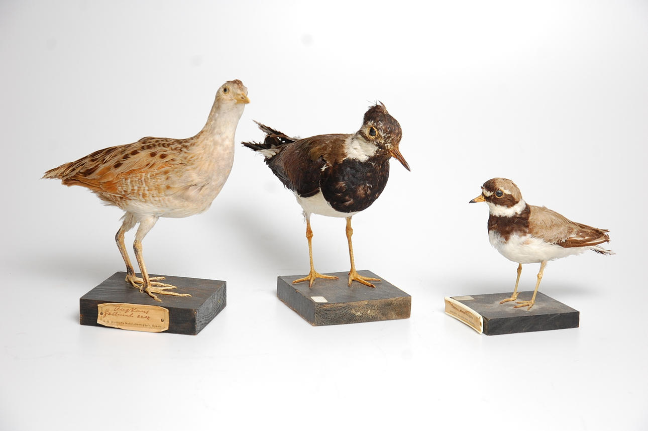 FÅGLAR, 3 st, uppstoppade, Ängsknarr, Tofsvipa, Större Strandpipare.