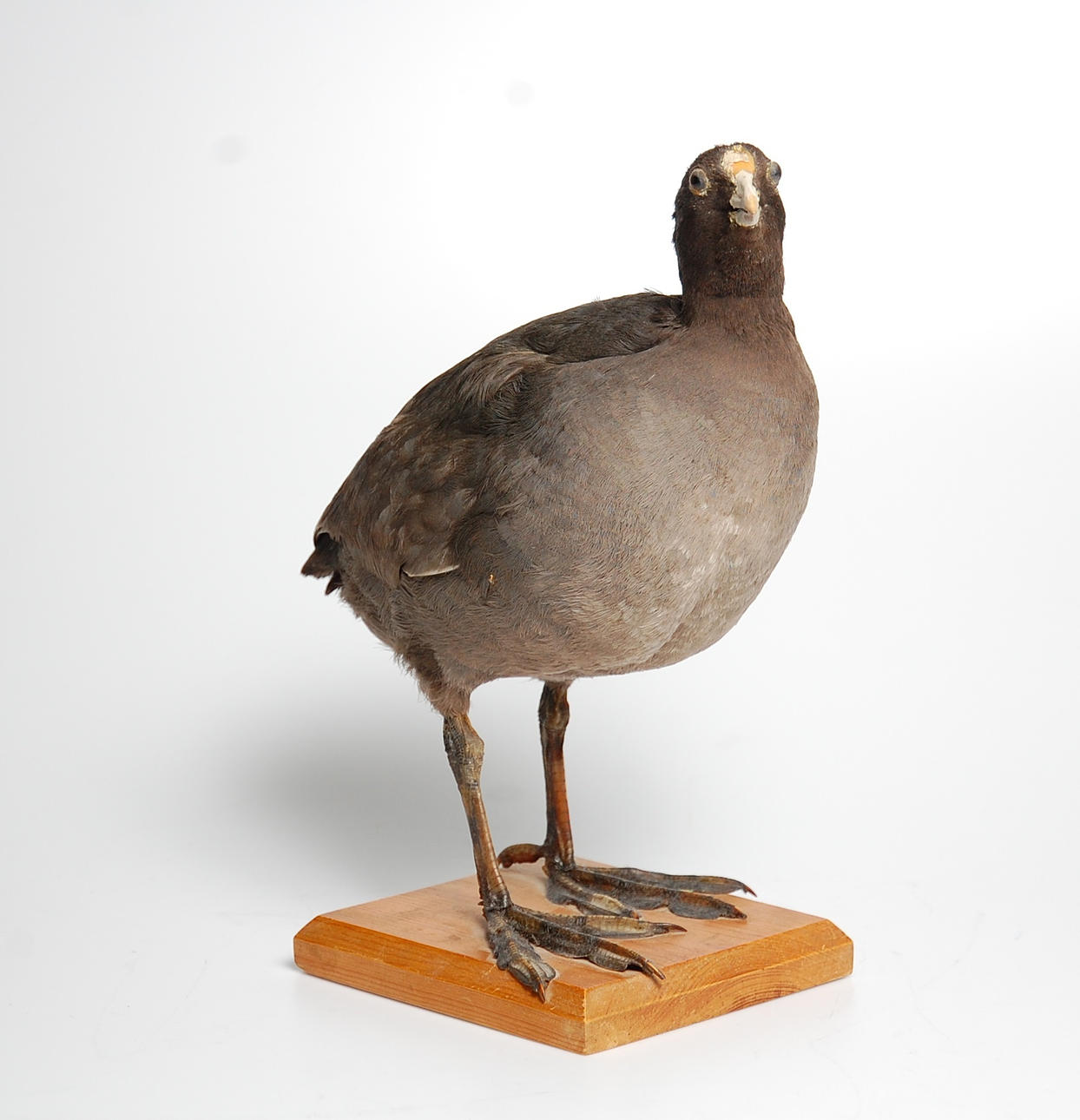 SOTHÖNA, uppstoppad.