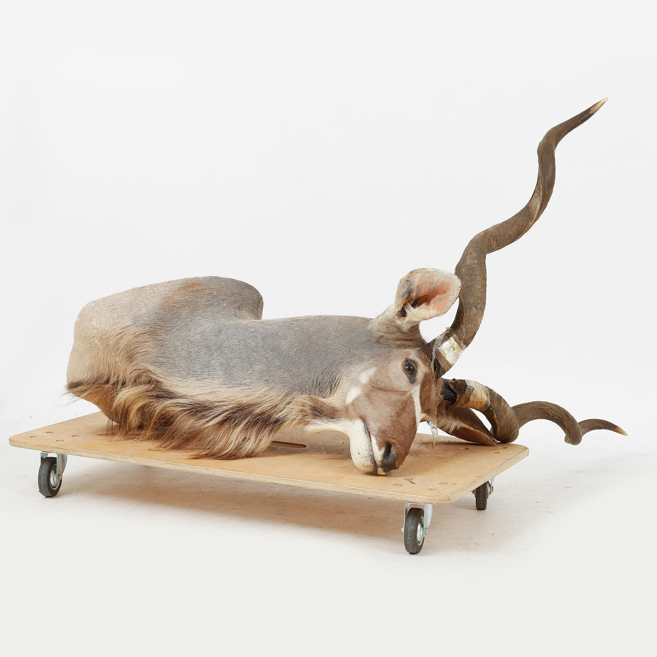 JAKTTROFÉ, Kudu Antilop, 1900-tal.