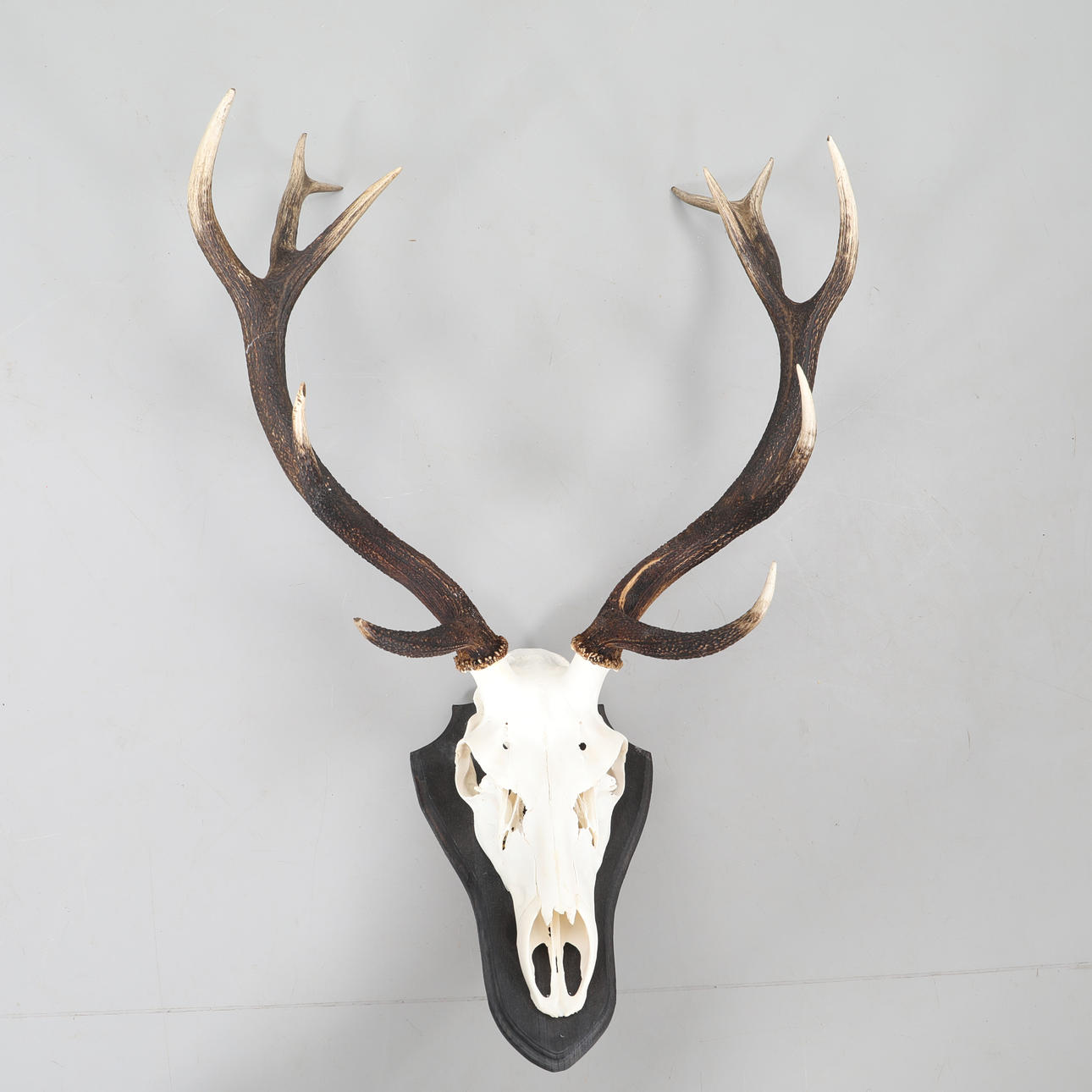 TROFEO DE CAZA, ciervo rojo.