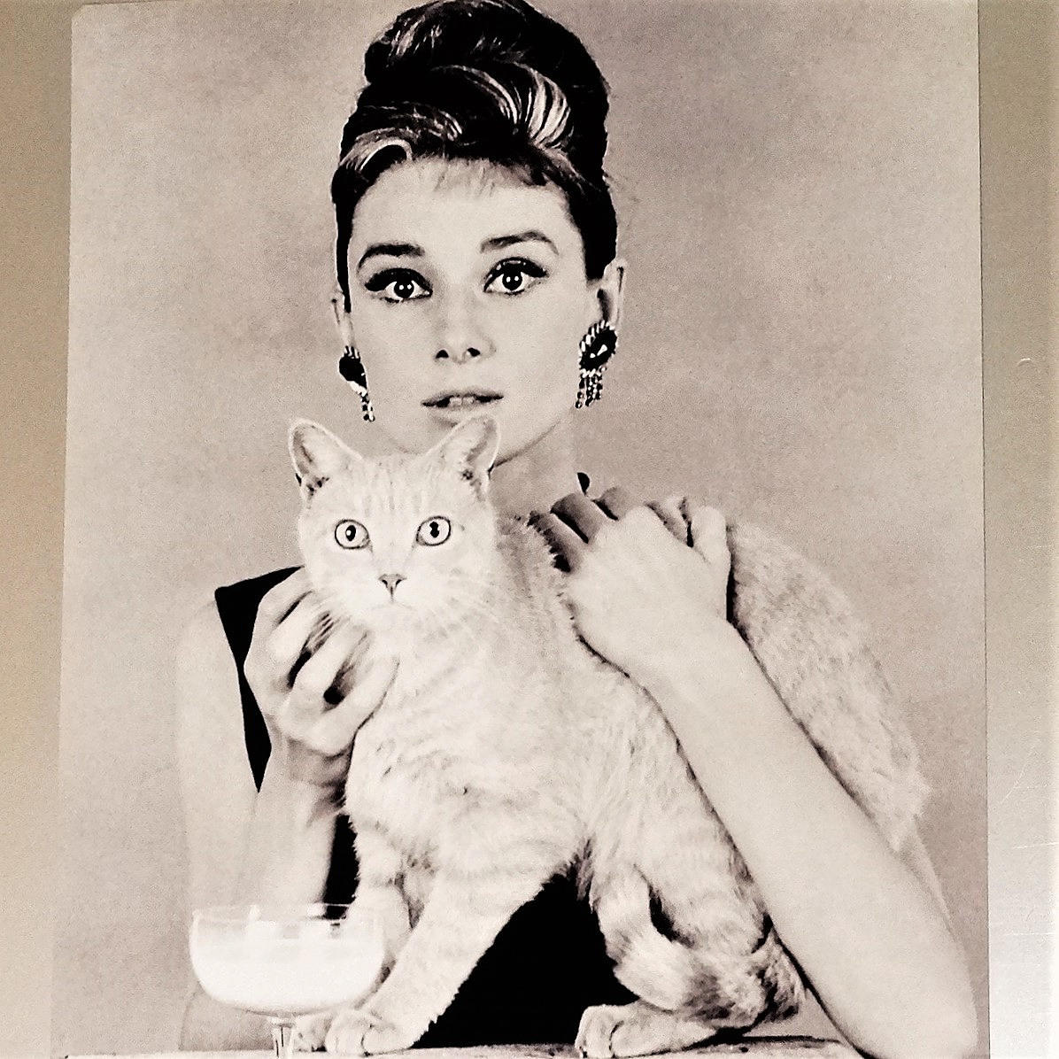 AUDREY HEPBURN with cat: photography.
