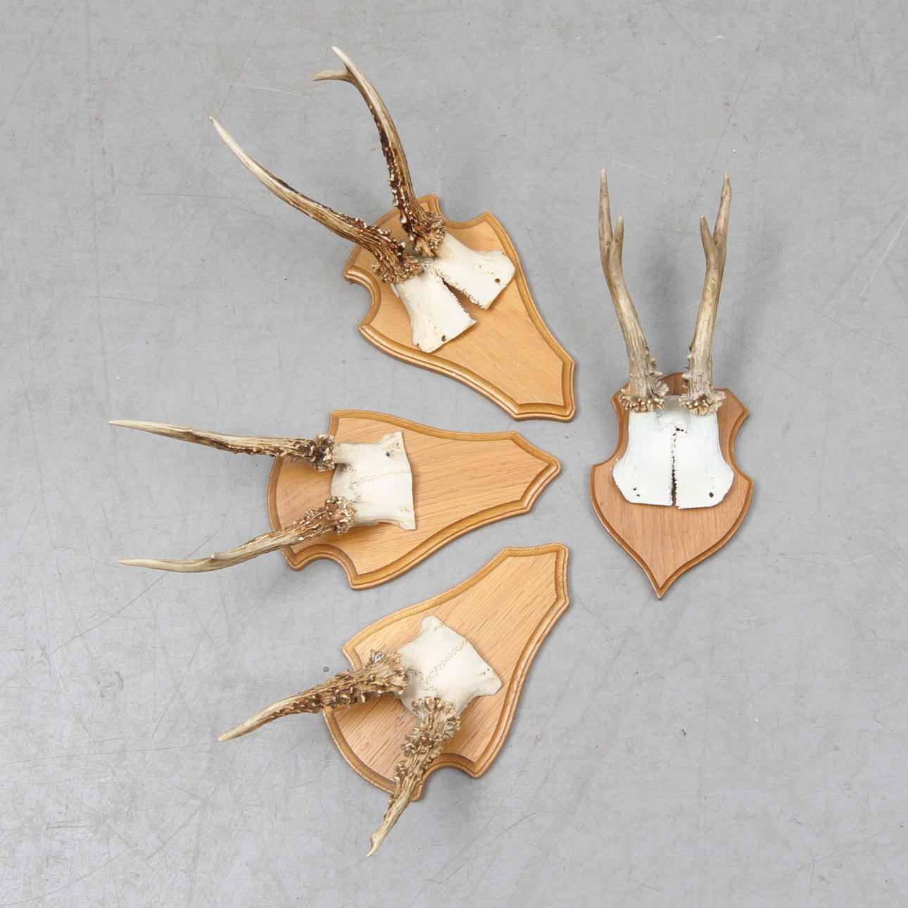 JAKTTROFÉER 4 st, rådjurshorn på träplattor.