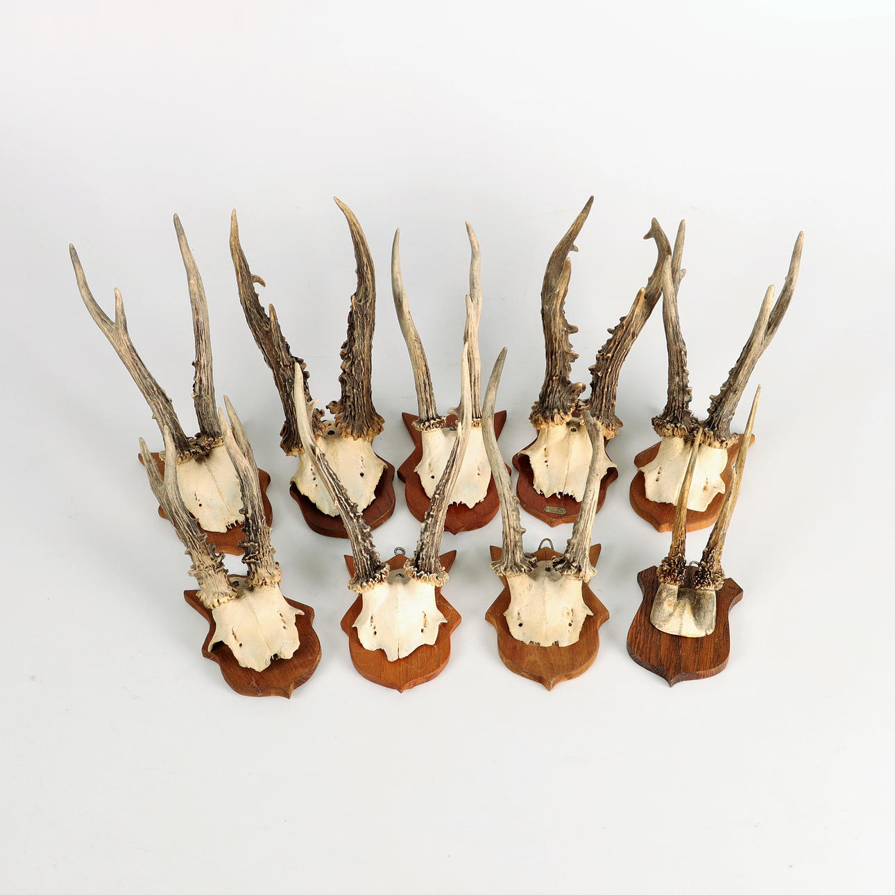 ÄLDRE JAKTTROFÉER, 9 st, rådjurshorn.