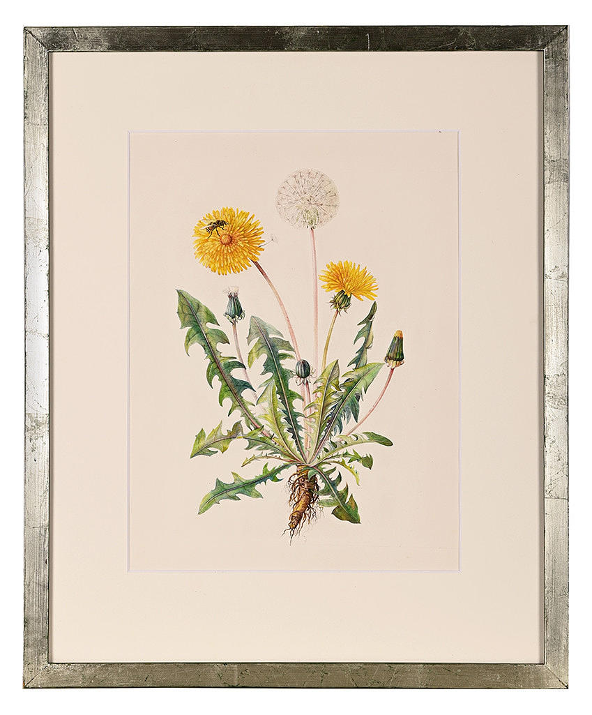 ELSA MARIA FELSKO. "Diente de león". Gráfico.