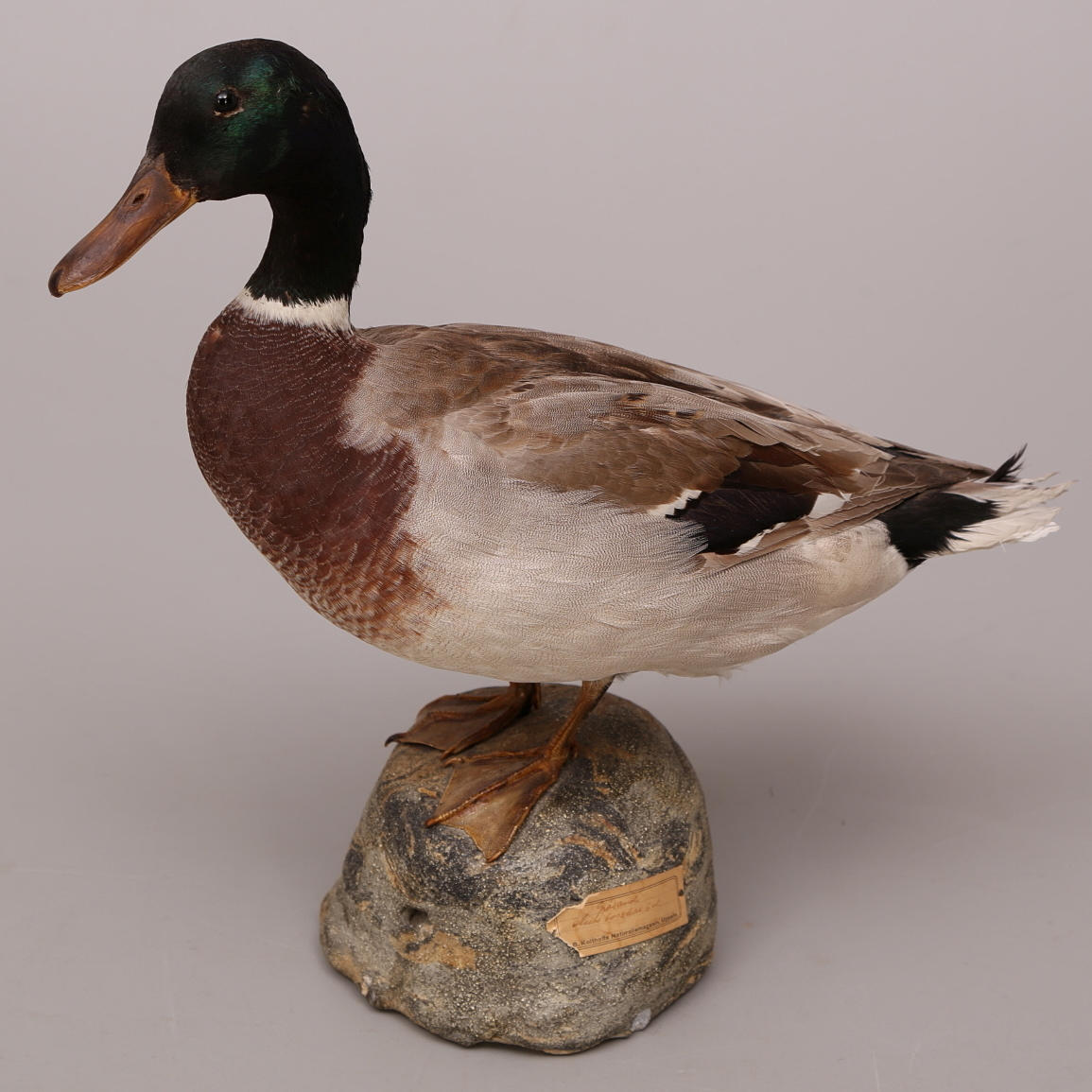 UPPSTOPPAD FÅGEL, Gräsand på sockel.