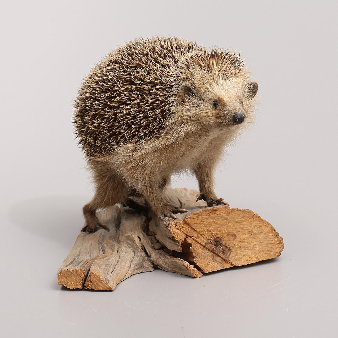 IGELKOTT, stuffed, Hans Nilsson Mönsterås, 1991.