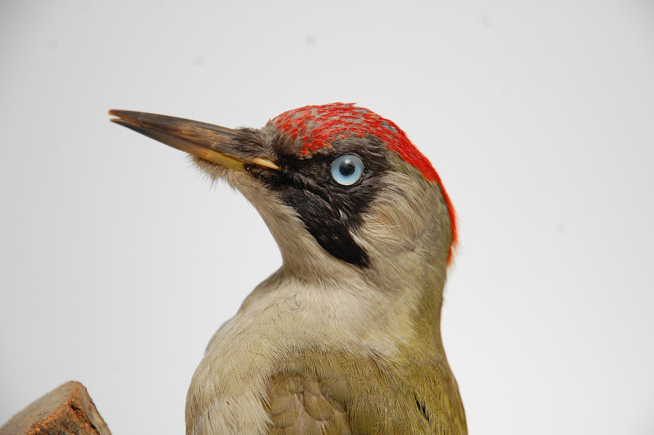 GRÖNGÖLING, uppstoppad.