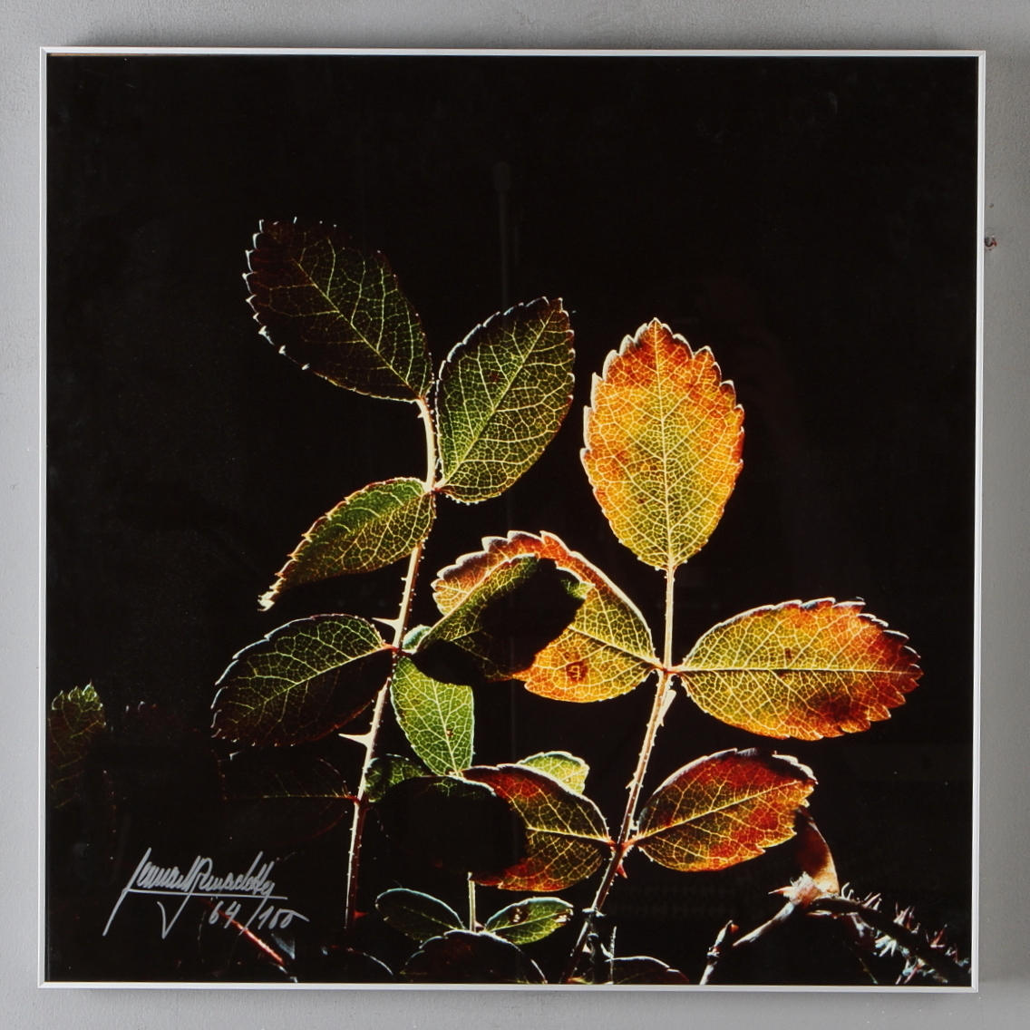 LENNART BERNADOTTE. Höstblad, fotografi, signerad samt numrerad 64/100.