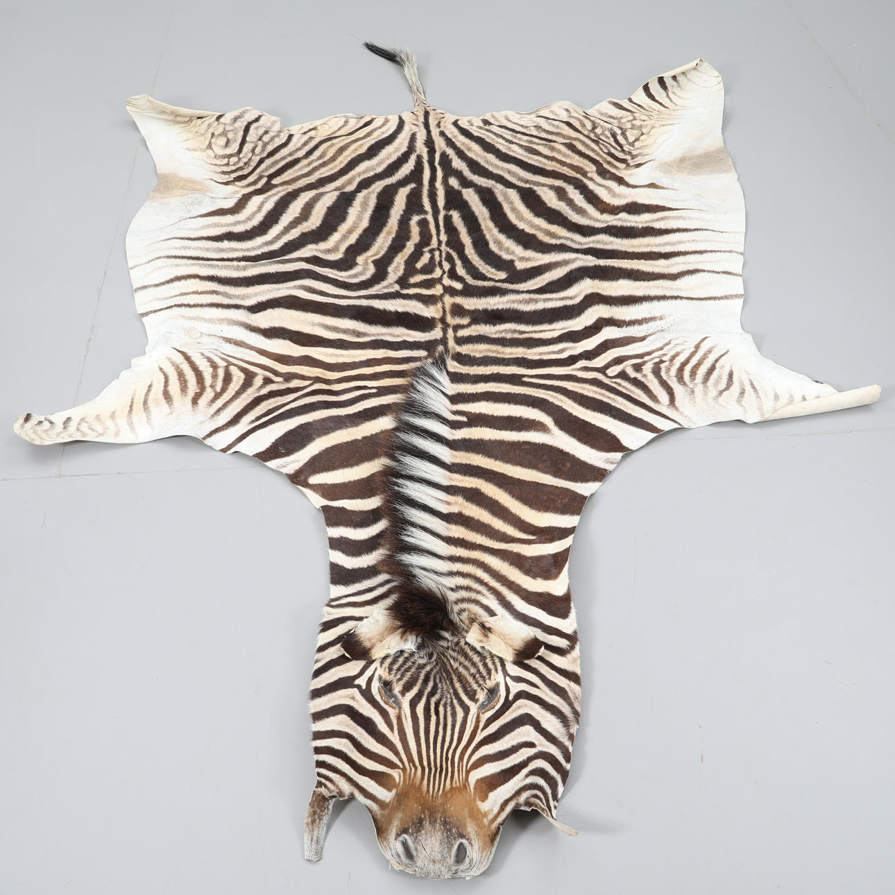 MATTA, djurhud,zebra.