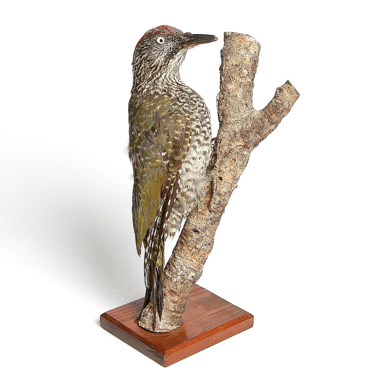 UPPSTOPPAD FÅGEL, Gröngöling.