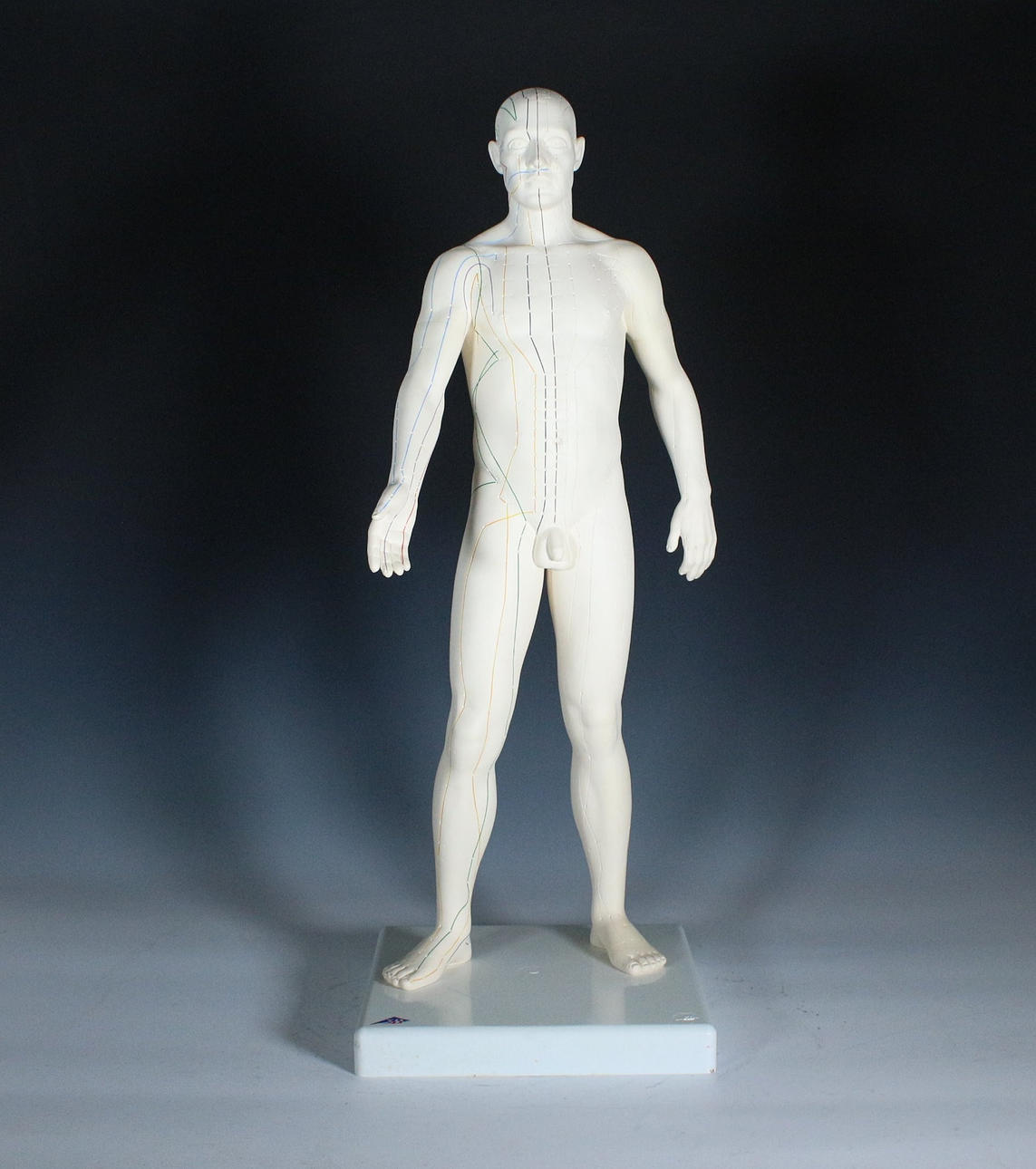 3B Scientific. Anatomical model 'Meridians', N30.