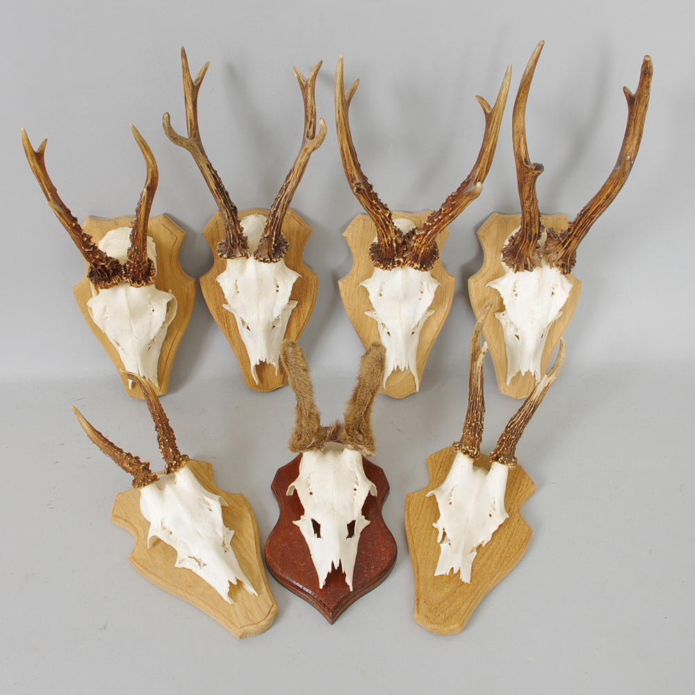 JAKTTROFEER, 7 stycken på träsköldar.