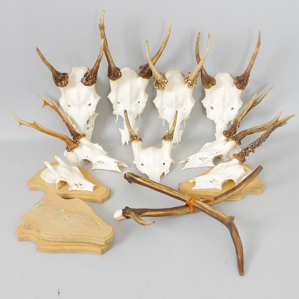 JAKTTROFEER, 9 stycken.