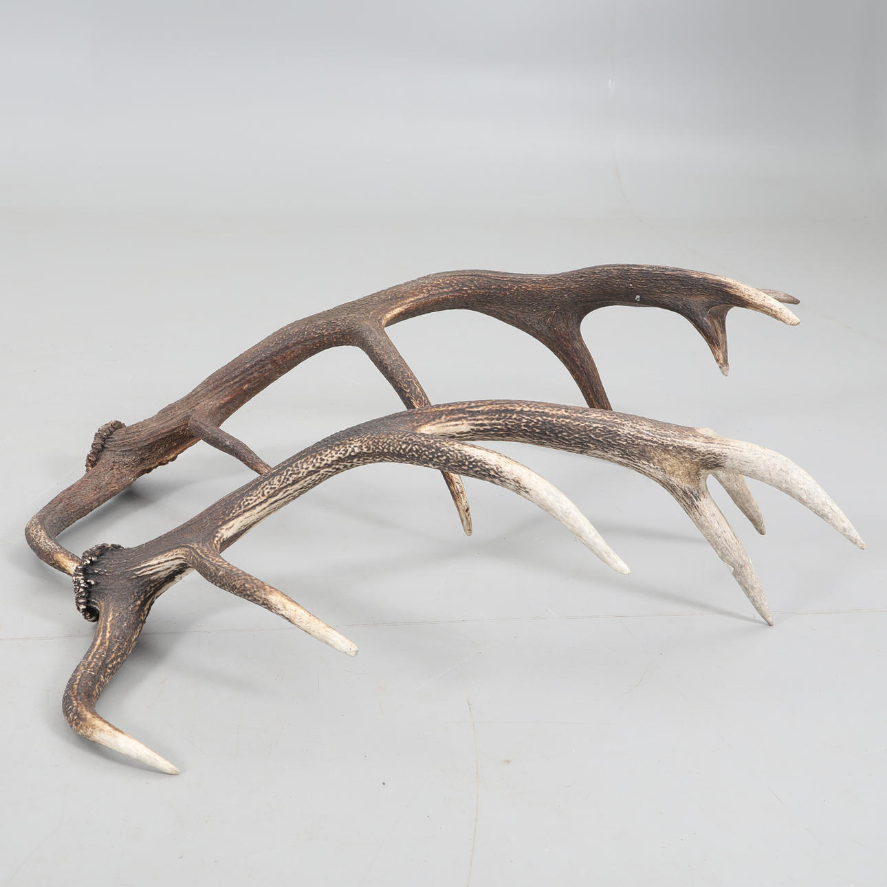 SARVET, 2 kpl, peuran sarvet.