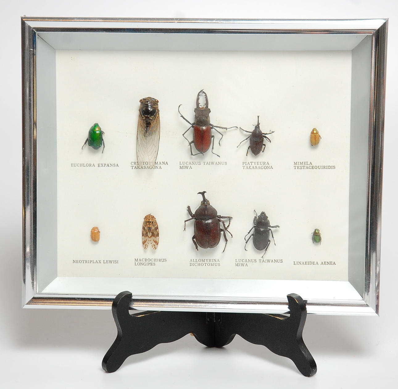 INSEKTSTAVLA, 1900-talets.