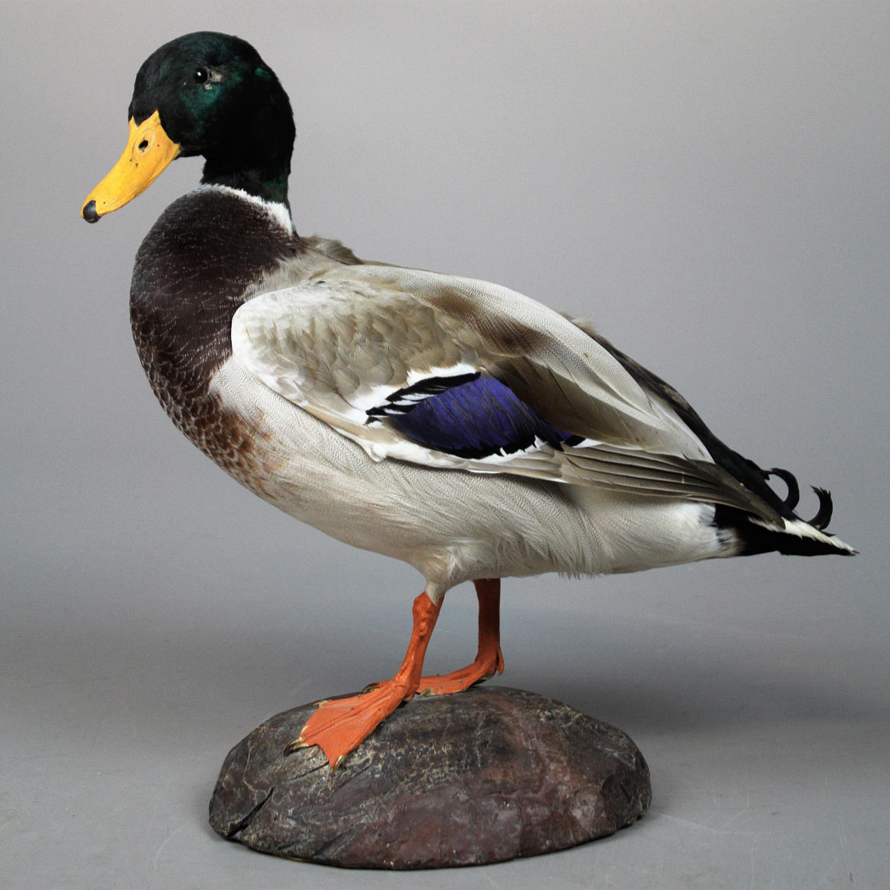 GRÄSAND, Drake , taxidermi.