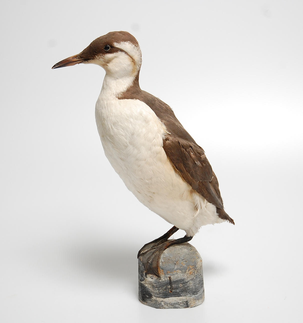 GRISSLA, uppstoppad.