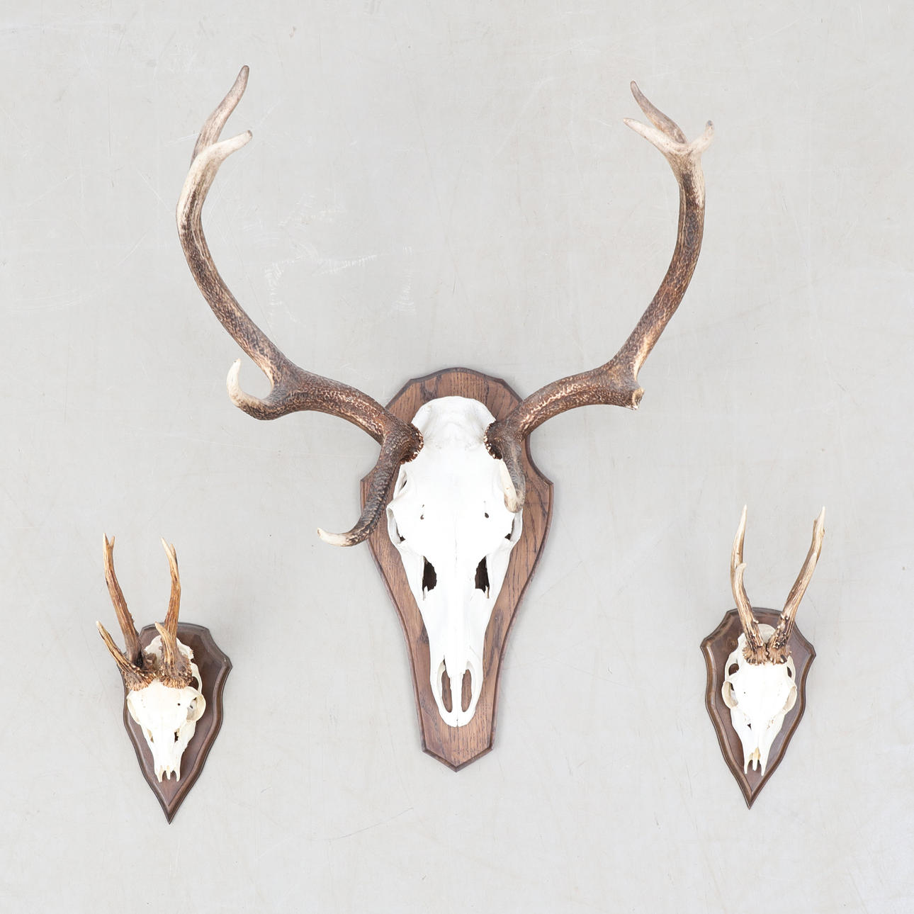 HORN, 3 stk, rådyr mm.