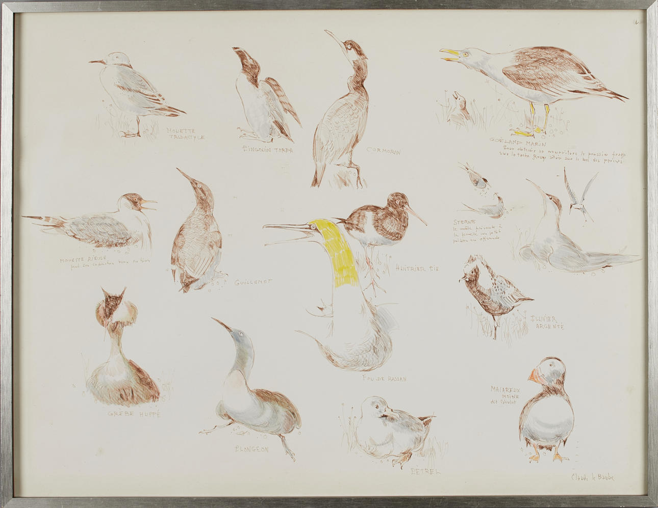 CLAUDE LE BAUBE (1919-2007). seabird studies.