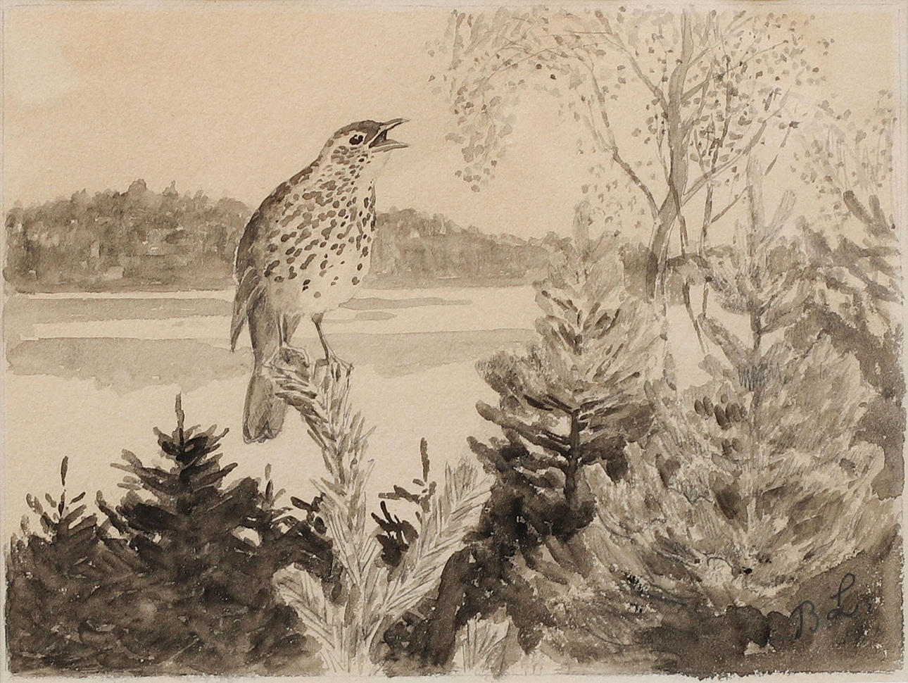 BRUNO LILJEFORS. Pine thrush, ink wash, signed BL.