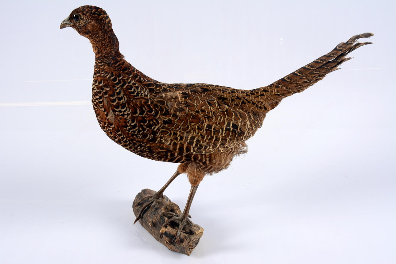 TROFÉ, uppstoppad fasanhöna.