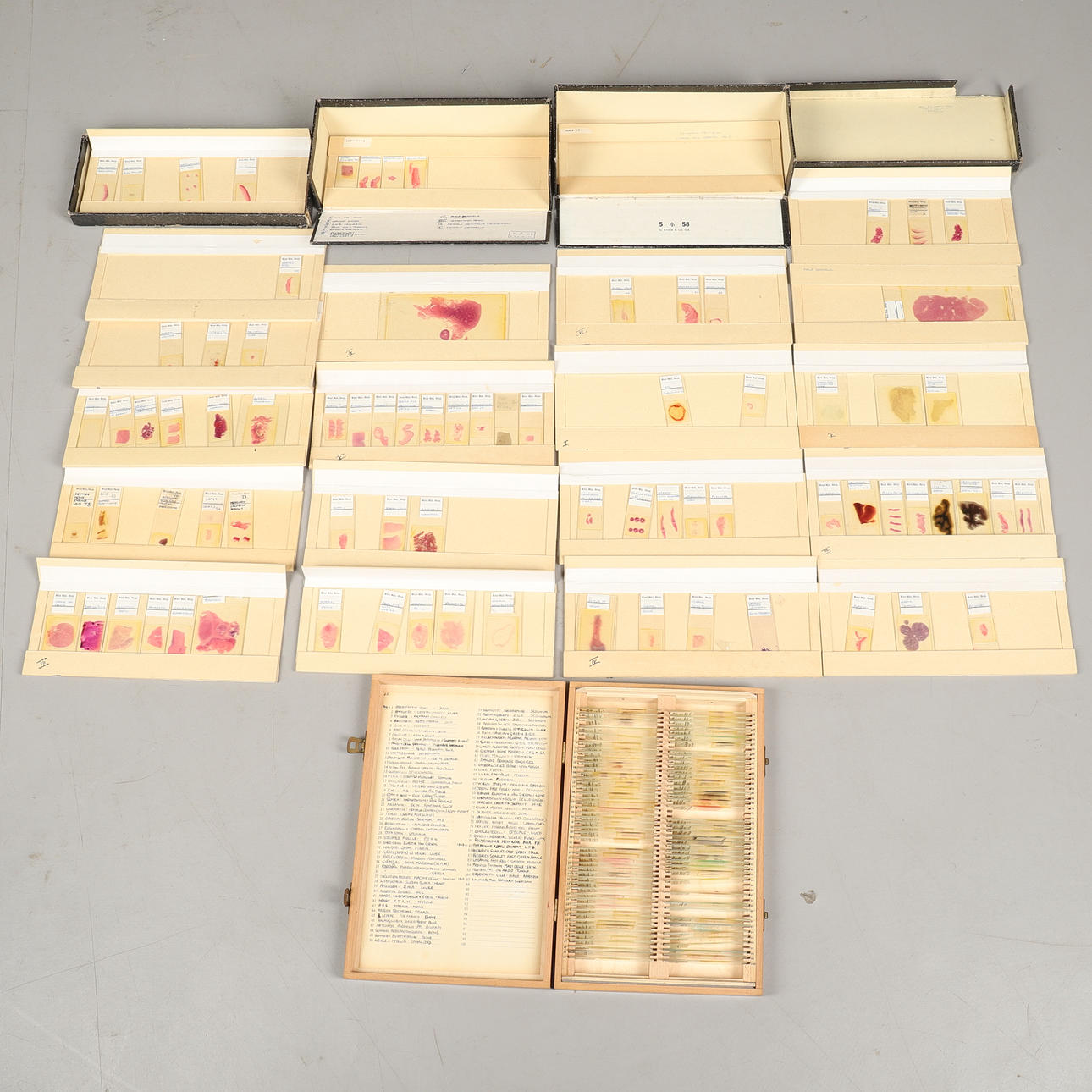 EN SAMLING AV GLAS MIKROSKOP STUDIE DIABILDER.