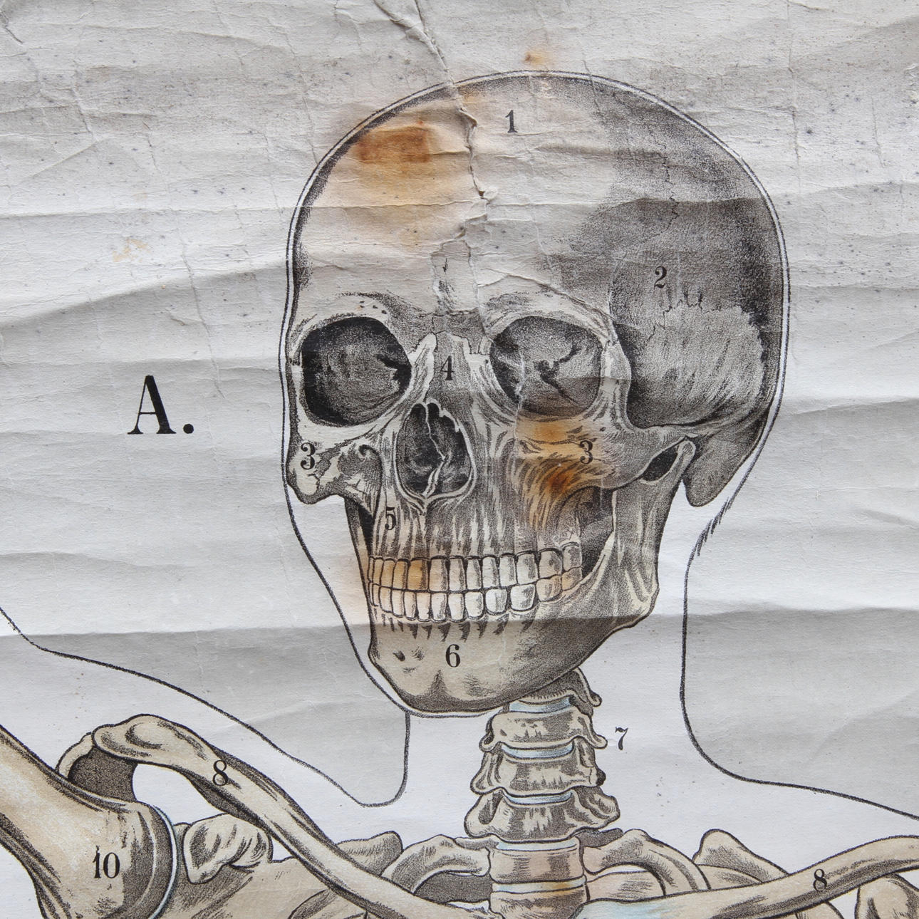 SKOLPLANSCH, Anatomisk bild.