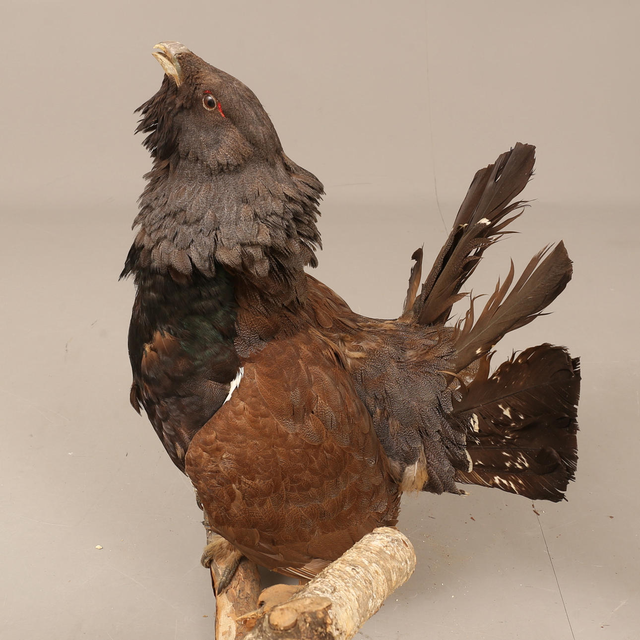 TAXIDERMI, udstoppet rådyr.