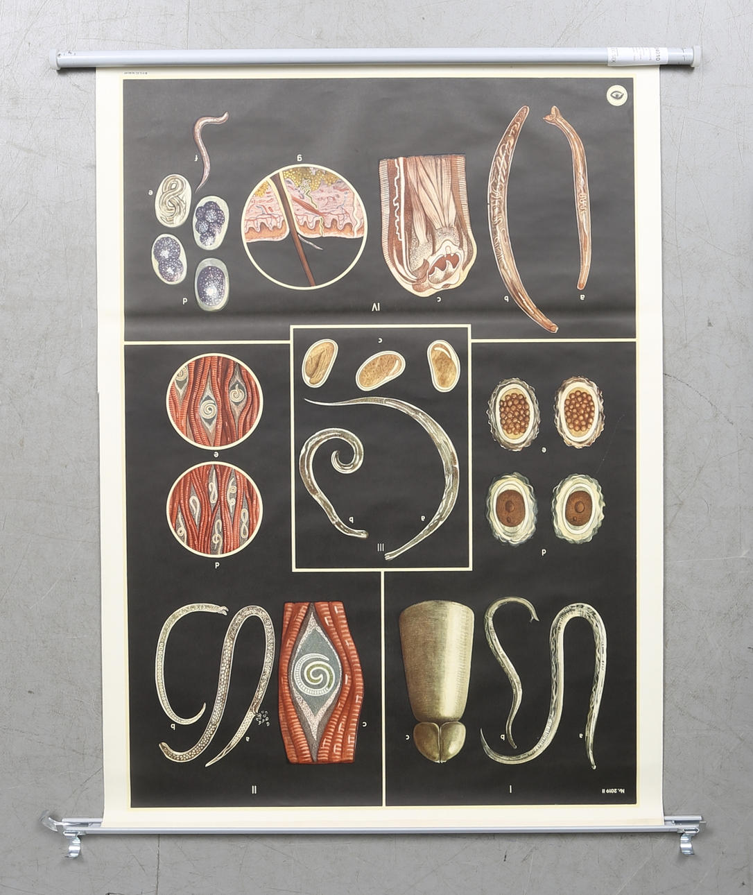 SKOLPLANCHER, 2 st. Anatomiskt motiv, Hygiene Museum Dresden, 1900-tal.