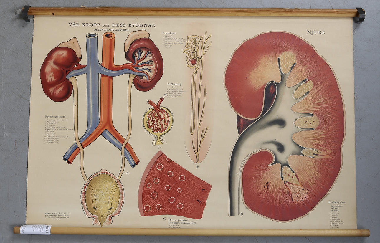 SKOLPLANSCHER, anatomiska motiv. 3 st. Bland annat P.A. Norstedt & Söners Förlag, 1900-tal.