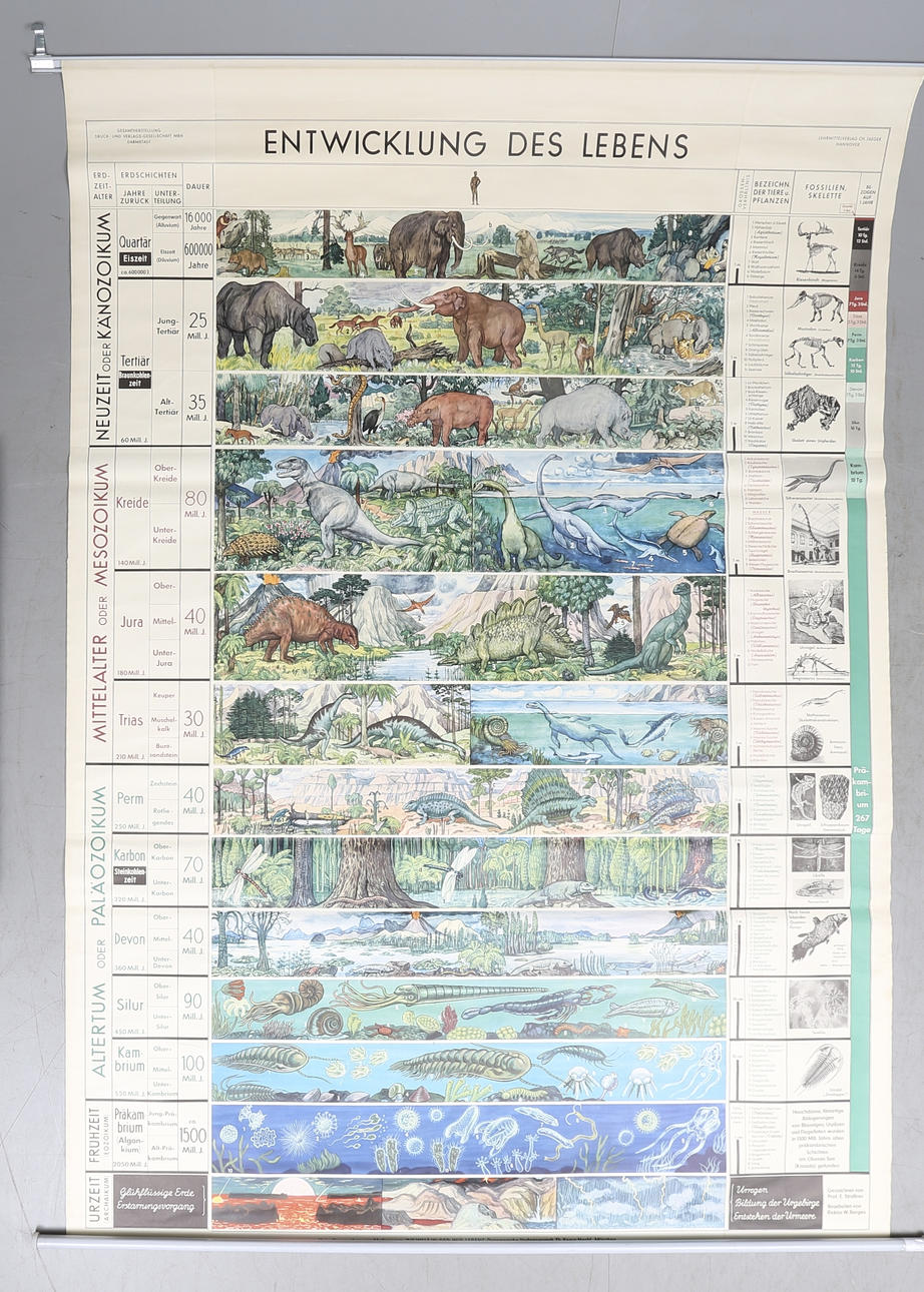 SKOLPLANSCH, Livets utveckling, "Entwicklung des lebes", CH. Jäger, Hannover, 1960-tal.