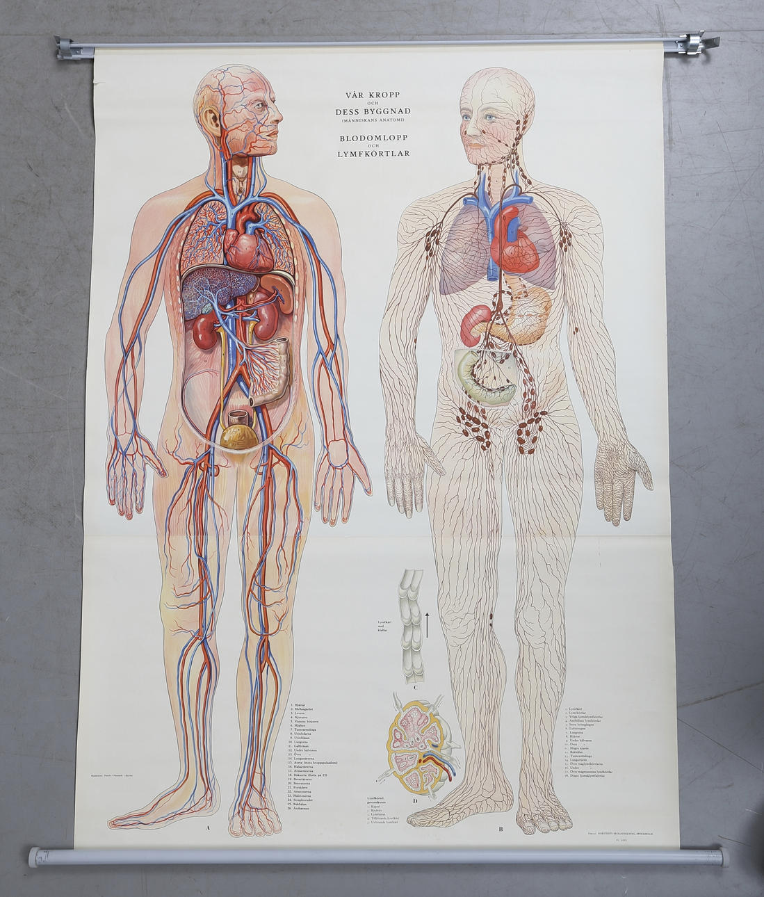 SKOLPLANSCH, "Vår kropp och dess byggnad - Blodomlopp och Lymfkörtlar", 1900-tal.