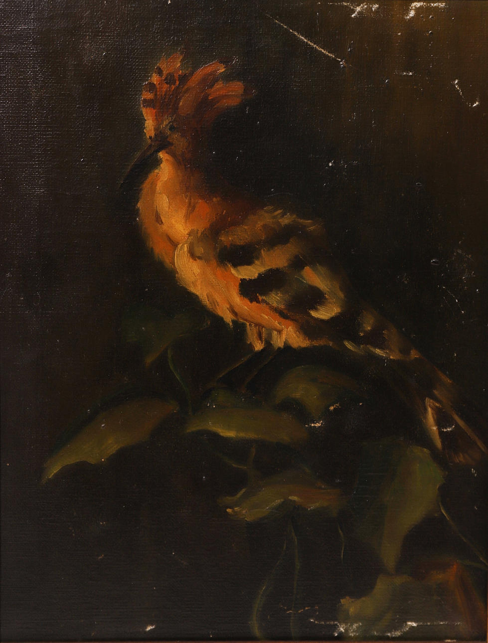 ANÓNIMO SIGLO XIX. HOOPOE, OIL ON CANVAS.