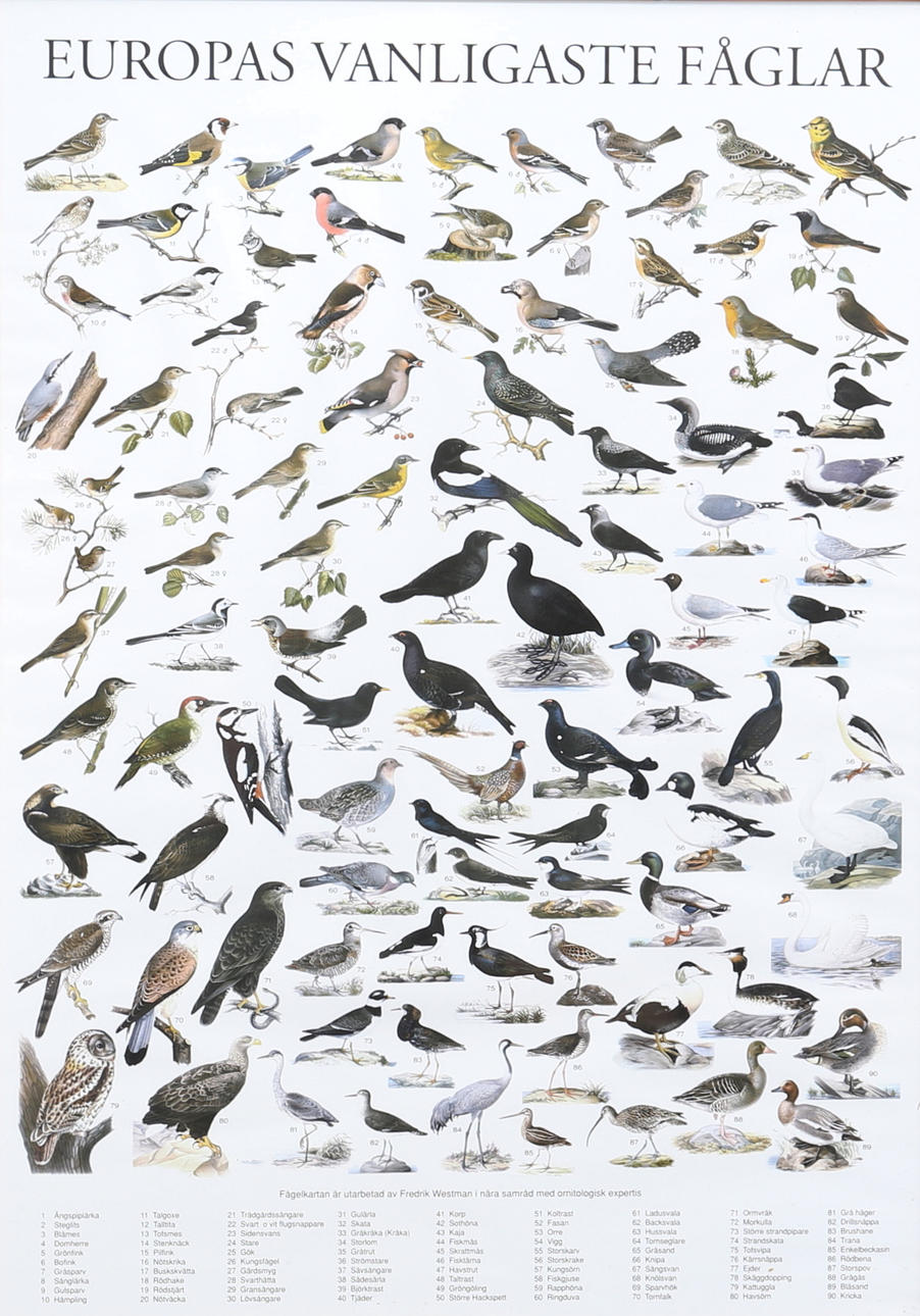 JULISTE. Euroopan yleisimmät linnut.