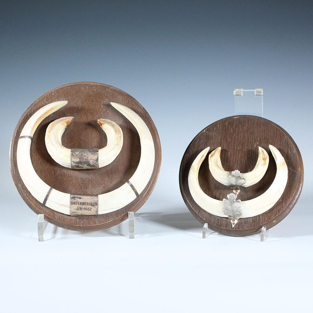 Jagdtrophäen, Wildschwein-Hauer, 1967.