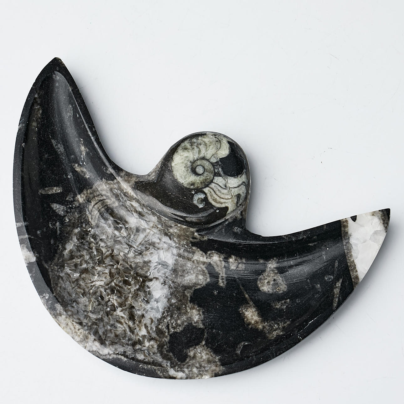 FAT, Marocko, kalksten, med ammonitfossil.