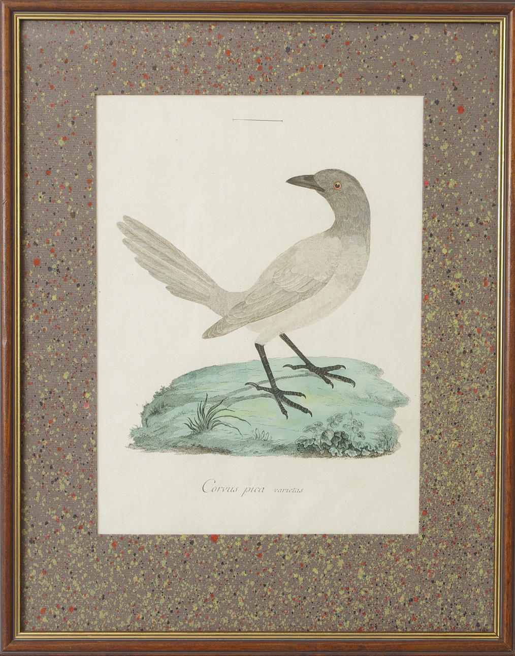 KOPPARSTICK, handkolorerad, enligt uppgift A Sparrman 1806.